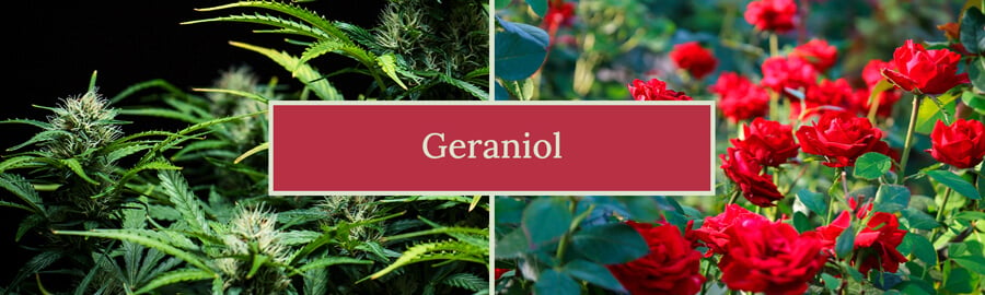 Representación visual del terpeno geraniol, destacando su aroma floral dulce y sus posibles beneficios, incluyendo su papel en las variedades de cannabis y en diversos productos como perfumes y agentes de limpieza.