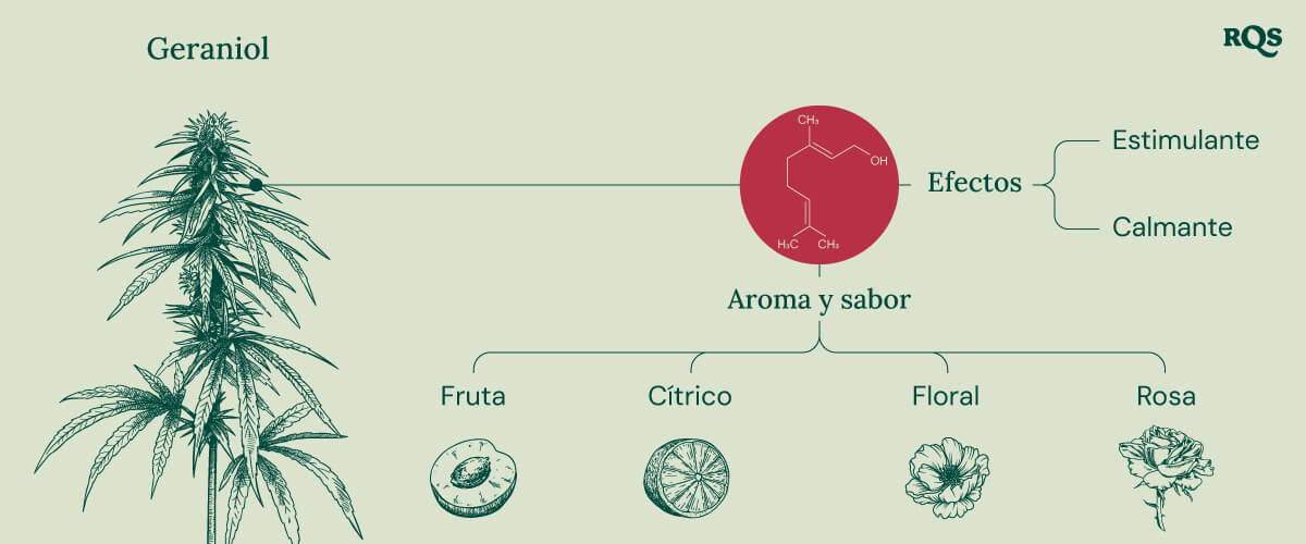 Infografía que detalla las características del terpeno geraniol, destacando sus efectos calmantes y estimulantes, la posible interacción con los receptores cannabinoides y su papel en la amplificación de los efectos del THC en productos de cannabis.