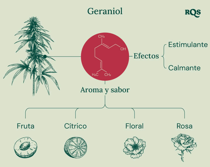 Infografía que detalla las características del terpeno geraniol, destacando sus efectos calmantes y estimulantes, la posible interacción con los receptores cannabinoides y su papel en la amplificación de los efectos del THC en productos de cannabis.