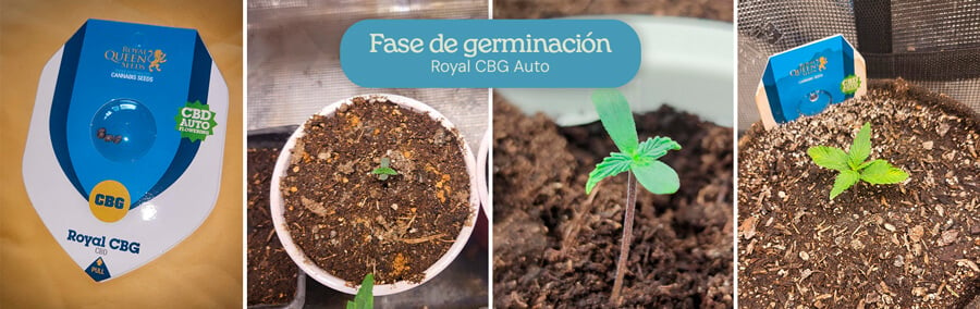 Fase de germinación de la cepa de cannabis Royal CBG Auto. Las imágenes muestran la progresión desde las semillas hasta pequeñas plántulas que emergen del suelo, indicando un crecimiento temprano saludable en el proceso de cultivo.