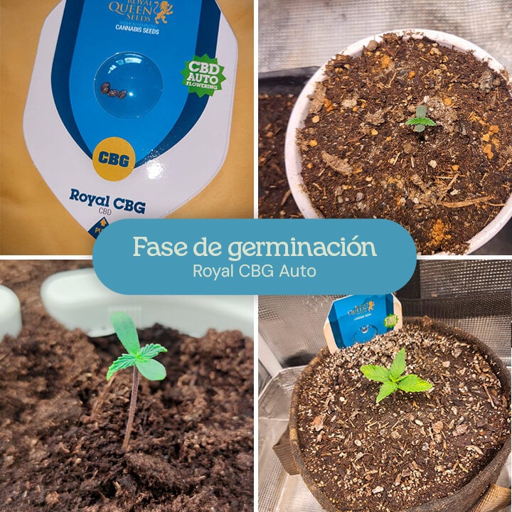 Fase de germinación de la cepa de cannabis Royal CBG Auto. Las imágenes muestran la progresión desde las semillas hasta pequeñas plántulas que emergen del suelo, indicando un crecimiento temprano saludable en el proceso de cultivo.