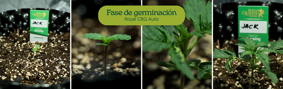 Germinación de semillas de cannabis: las imágenes muestran semillas de Royal Jack Auto en remojo en agua, plantadas en una maceta de tela y brotando como plántulas jóvenes de cannabis.