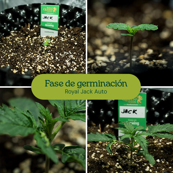 Germinación de semillas de cannabis: las imágenes muestran semillas de Royal Jack Auto en remojo en agua, plantadas en una maceta de tela y brotando como plántulas jóvenes de cannabis.