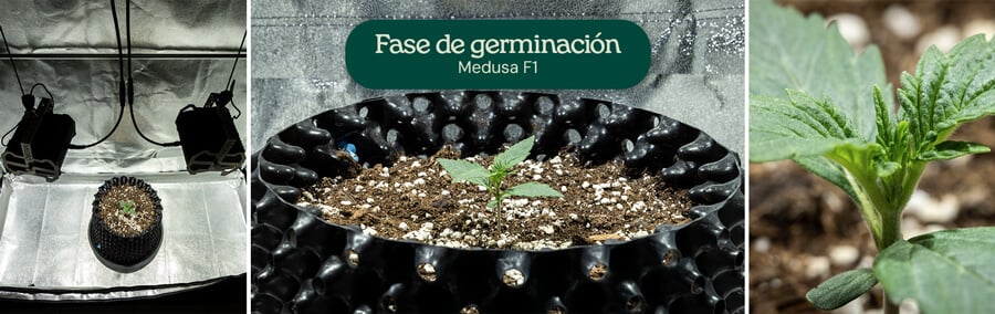 Collage de germinación de Medusa F1: plántula bajo luces de crecimiento, primer plano de primeras hojas verdes y crecimiento en un recipiente negro con mezcla de tierra y perlita.