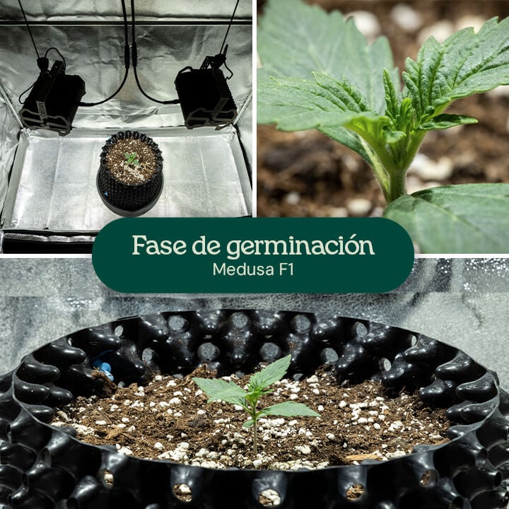 Collage de germinación de Medusa F1: plántula bajo luces de crecimiento, primer plano de primeras hojas verdes y crecimiento en un recipiente negro con mezcla de tierra y perlita.