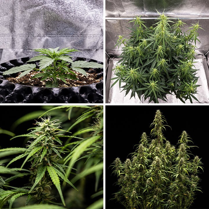 Collage de imágenes de la cepa Goat’lato Auto, una potente variedad autofloreciente de Royal Queen Seeds y Tyson 2.0, con crecimiento compacto, cogollos morados y hasta 450 g/m² de producción. Ideal para cultivo en interior.