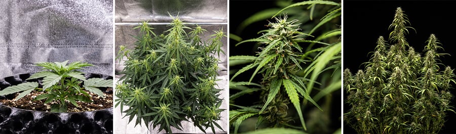 Collage de imágenes de la cepa Goat’lato Auto, una potente variedad autofloreciente de Royal Queen Seeds y Tyson 2.0, con crecimiento compacto, cogollos morados y hasta 450 g/m² de producción. Ideal para cultivo en interior.