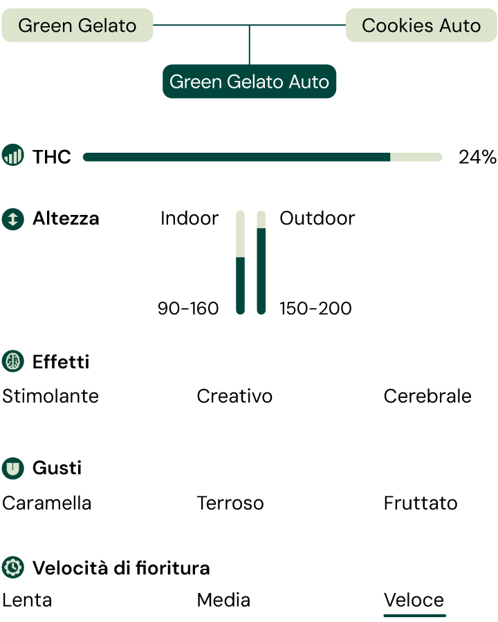 Green Gelato Auro Characteristics