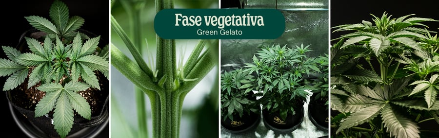 Green Gelato Vegetative Phase