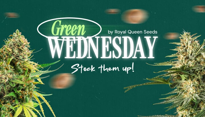 Banner promocional del Miércoles Verde 2024 de Royal Queen Seeds con cogollos de cannabis, con la frase '¡Almacénalos!'