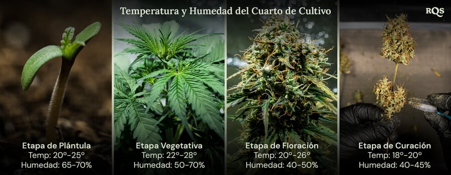 Cuatro imágenes que muestran las condiciones ideales de cultivo para las plantas en cada etapa de su vida, desde la germinación hasta la cosecha, garantizando un crecimiento saludable y máximos rendimientos.