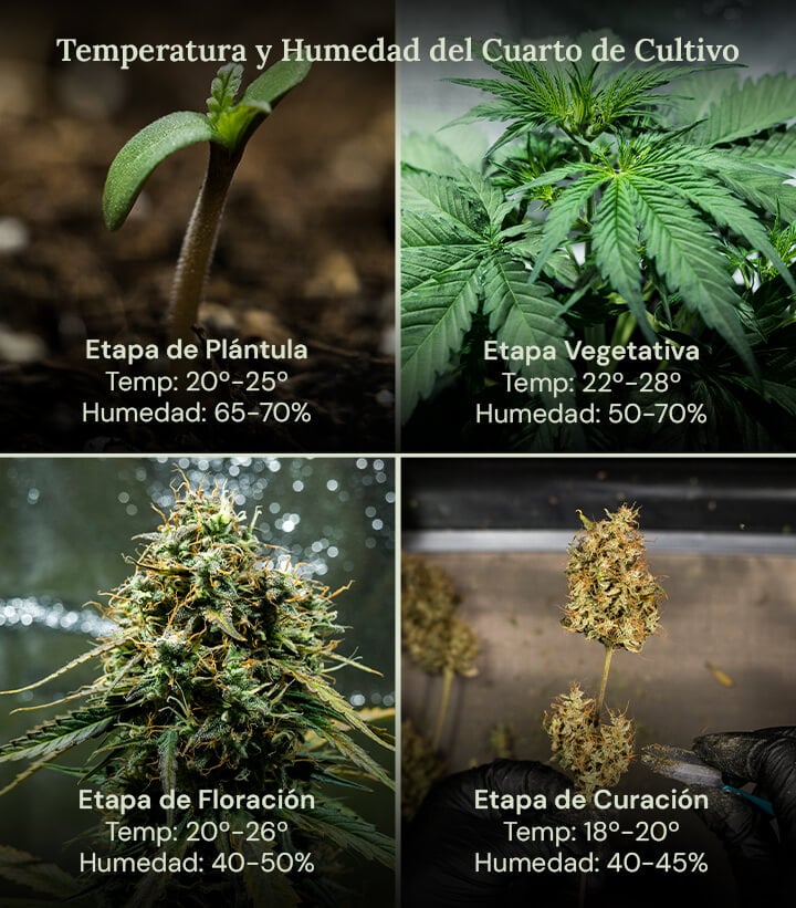 Cuatro imágenes que muestran las condiciones ideales de cultivo para las plantas en cada etapa de su vida, desde la germinación hasta la cosecha, garantizando un crecimiento saludable y máximos rendimientos.