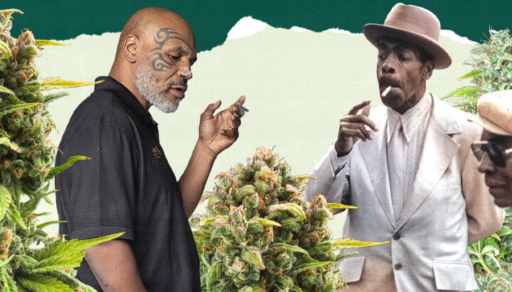 "Una foto de Mike Tyson y otra persona de pie en un campo frondoso de cannabis, rodeados de altas plantas verdes, destacando la conexión con el cultivo de cannabis. "