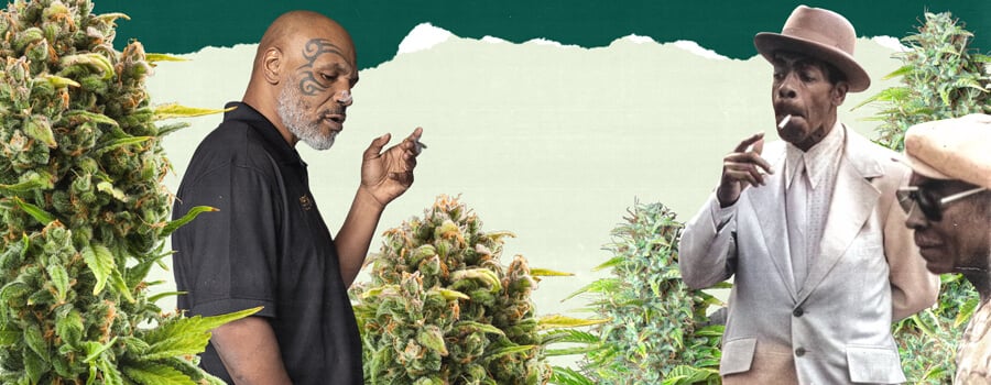 "Una foto de Mike Tyson y otra persona de pie en un campo frondoso de cannabis, rodeados de altas plantas verdes, destacando la conexión con el cultivo de cannabis. "