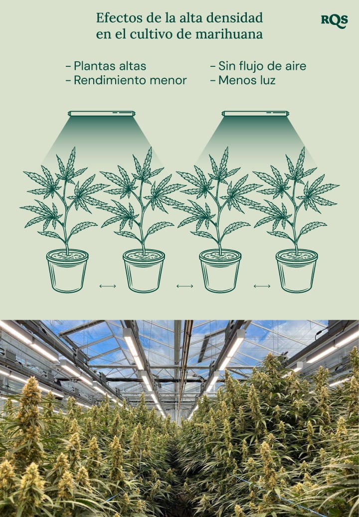 High density in cannabis cultivation