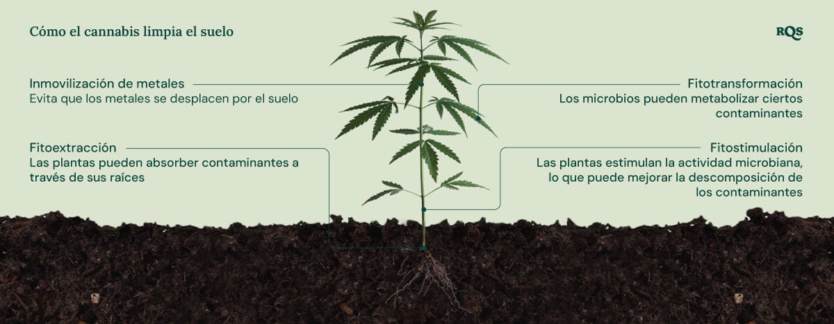 Ilustración de cómo el cannabis limpia el suelo, destacando cuatro mecanismos: inmovilización de metales, fitoextracción, fitotransformación y fitostimulación.