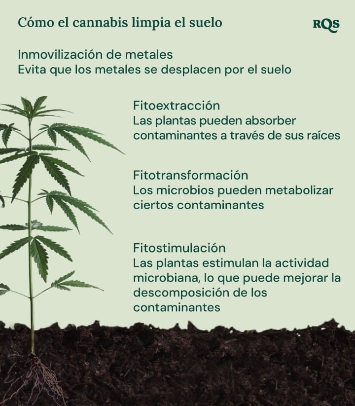 Ilustración de cómo el cannabis limpia el suelo, destacando cuatro mecanismos: inmovilización de metales, fitoextracción, fitotransformación y fitostimulación.