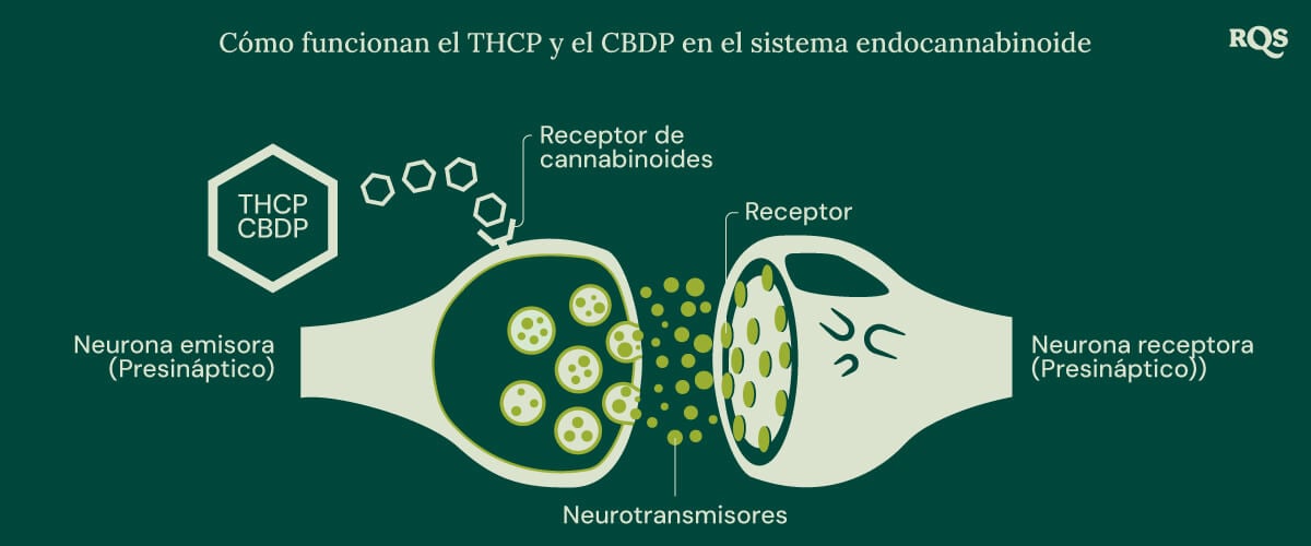 Ilustración del THCP y el CBDP interactuando con el sistema endocannabinoide, una red crucial de receptores y neurotransmisores que regula funciones clave del cuerpo.