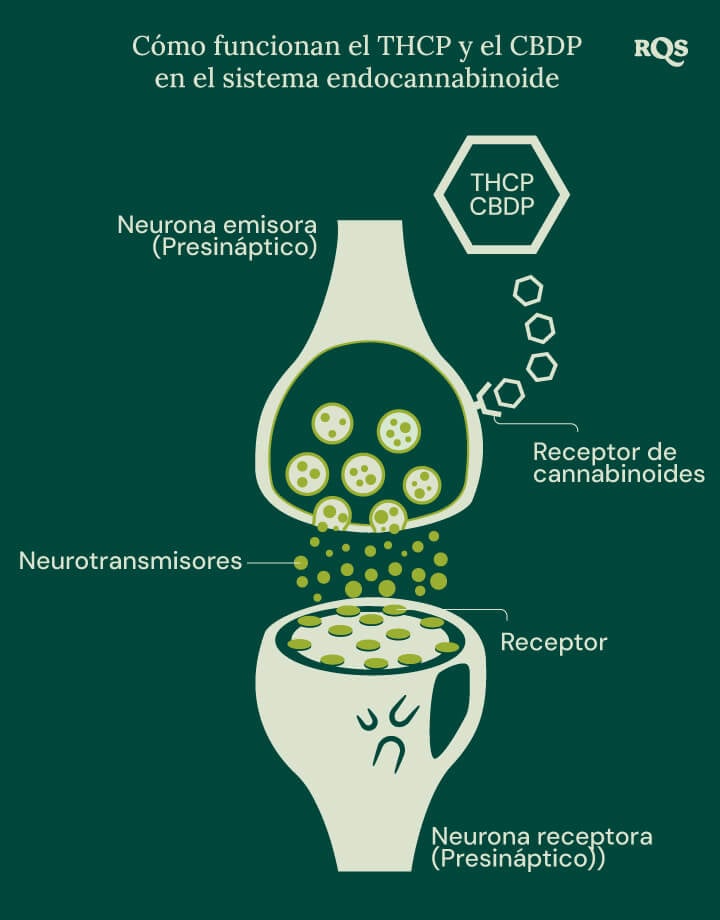 Ilustración del THCP y el CBDP interactuando con el sistema endocannabinoide, una red crucial de receptores y neurotransmisores que regula funciones clave del cuerpo.