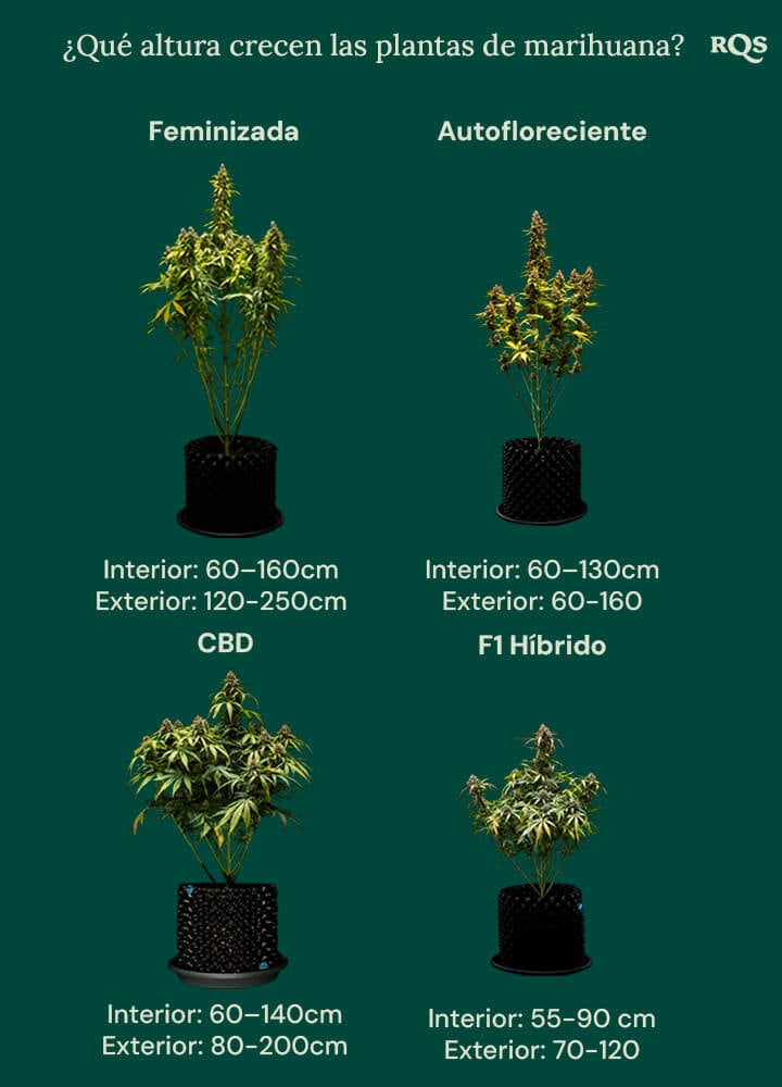 How tall weed plants grow by categories