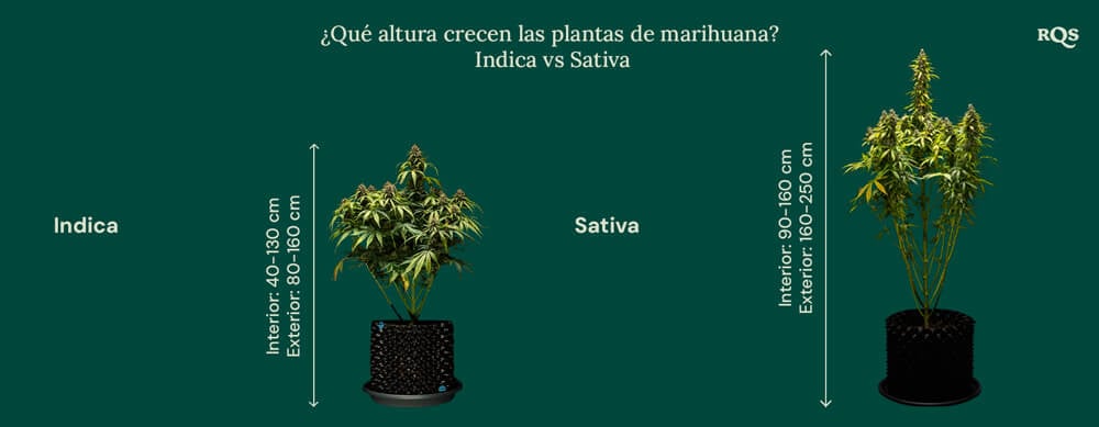 How tall grow weed indica vs sativa