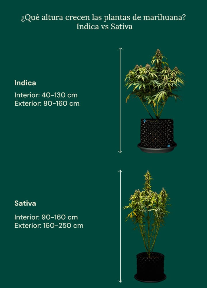 How tall grow weed indica vs sativa