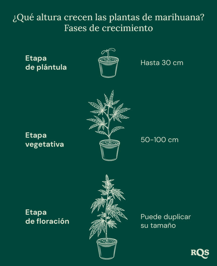 How tall weed plants grow