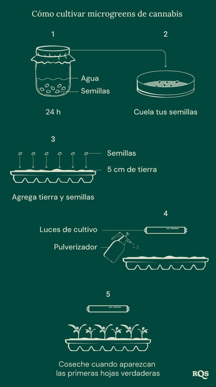 How to grow cannabis microgreens