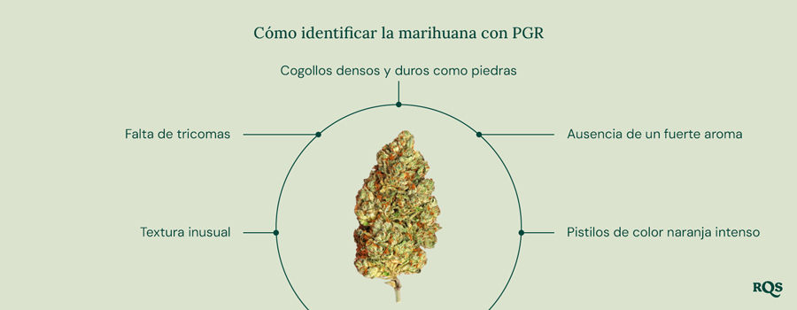 Una guía sobre cómo identificar la marihuana con PGR, enumerando sus características clave, con el logo de RQS en la esquina inferior derecha.