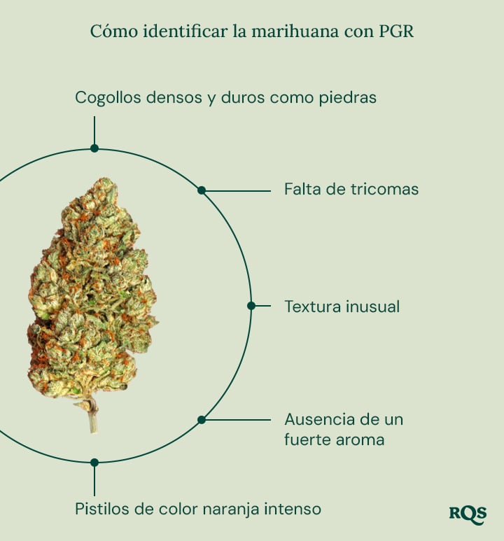 Una guía sobre cómo identificar la marihuana con PGR, enumerando sus características clave, con el logo de RQS en la esquina inferior derecha.