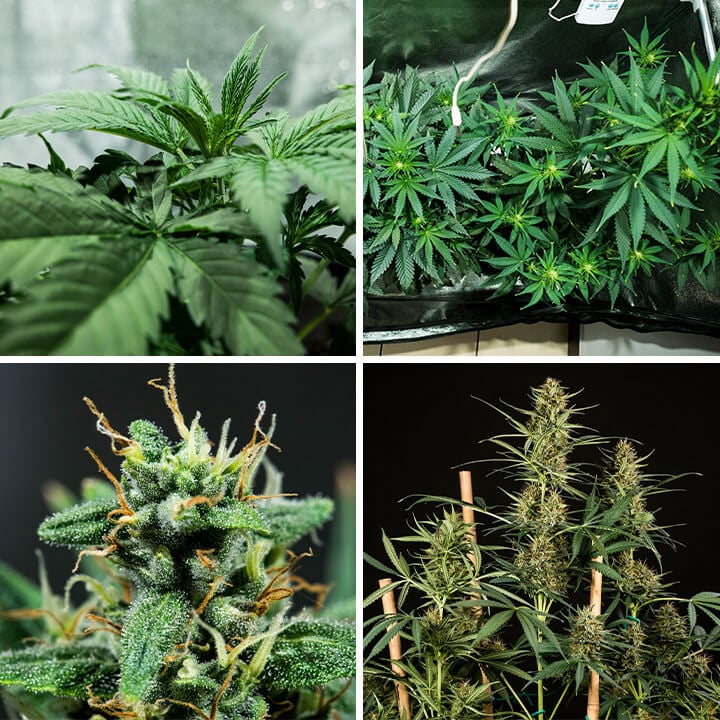 Collage de cuatro imágenes que muestra el proceso de germinación de las semillas de cannabis HulkBerry Auto de Royal Queen Seeds. Este visual respalda consejos para iniciar las semillas en plugs de tierra o cubos de lana de roca, mantener condiciones óptimas de crecimiento y preparar el desarrollo vegetativo exitoso.