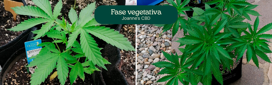 Joanne's  CBD Vegetative Phase