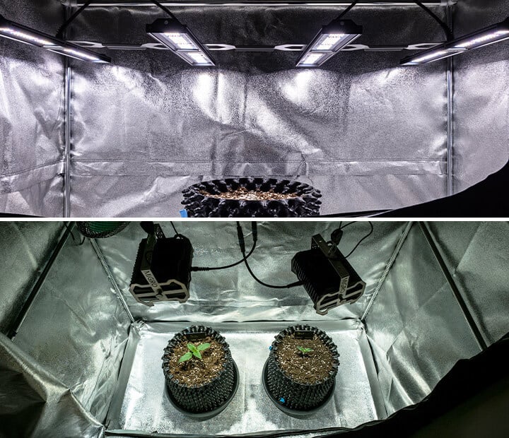 Imagen de plántulas de cannabis saludables bajo una iluminación suave, demostrando la importancia de la exposición adecuada a la luz durante la etapa de plántula. Las plántulas son vibrantes y robustas, mostrando las condiciones de cultivo ideales recomendadas para un crecimiento óptimo. Esta imagen respalda el artículo sobre cómo dominar la etapa de plántula en el cultivo de cannabis