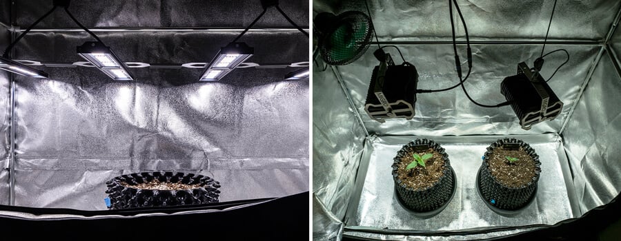 Imagen de plántulas de cannabis saludables bajo una iluminación suave, demostrando la importancia de la exposición adecuada a la luz durante la etapa de plántula. Las plántulas son vibrantes y robustas, mostrando las condiciones de cultivo ideales recomendadas para un crecimiento óptimo. Esta imagen respalda el artículo sobre cómo dominar la etapa de plántula en el cultivo de cannabis