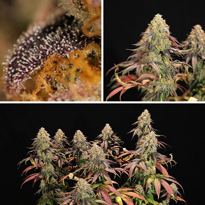 Collage de tres imágenes que muestran las etapas de germinación y crecimiento de las plantas de cannabis Legendary OG Punch, destacando su estructura completa, tricomas de cerca y cogollos densos durante la fase de floración.