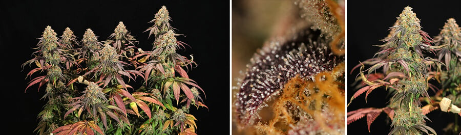 Collage de tres imágenes que muestran las etapas de germinación y crecimiento de las plantas de cannabis Legendary OG Punch, destacando su estructura completa, tricomas de cerca y cogollos densos durante la fase de floración.