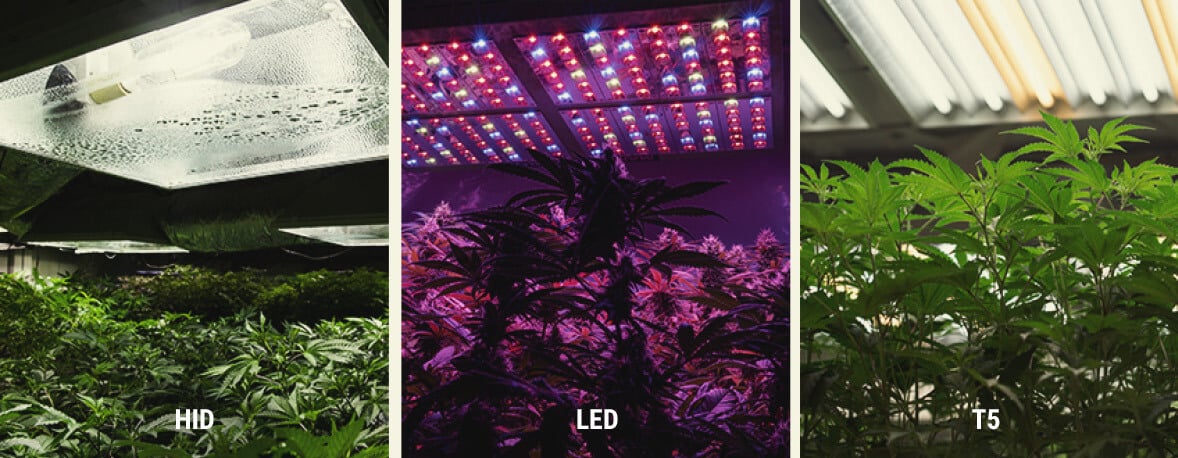 Cultivo de Cannabis: El Espectro Lumínico y Formas de Aumentar el Nivel de  THC - RQS Blog