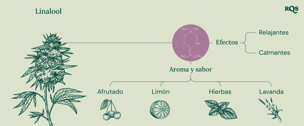 Diagrama que muestra las características del linalool, un terpeno del cannabis, destacando sus efectos relajantes, eufóricos y meditativos, así como su perfil aromático suave y sus beneficios en el bienestar.