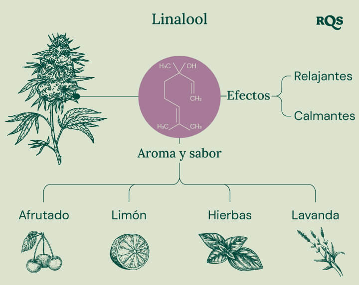 Diagrama que muestra las características del linalool, un terpeno del cannabis, destacando sus efectos relajantes, eufóricos y meditativos, así como su perfil aromático suave y sus beneficios en el bienestar.