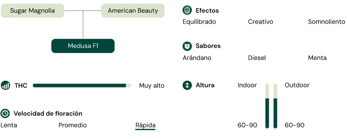 Diagrama de la variedad de cannabis Medusa F1: Sugar Magnolia x American Beauty. Alta concentración de THC, floración rápida, 60-90 cm de altura, sabores a arándano, diésel, menta, efectos equilibrados, creativos, somnolientos.