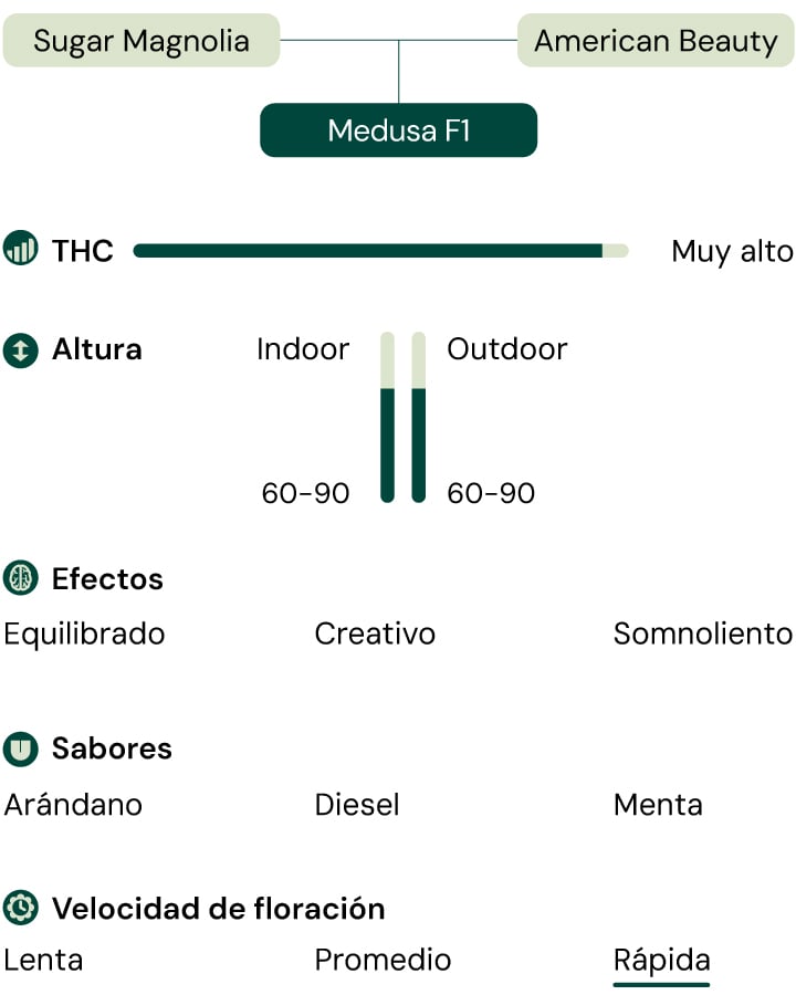 Diagrama de la variedad de cannabis Medusa F1: Sugar Magnolia x American Beauty. Alta concentración de THC, floración rápida, 60-90 cm de altura, sabores a arándano, diésel, menta, efectos equilibrados, creativos, somnolientos.