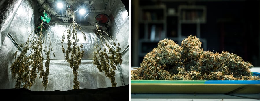 Cogollos de cannabis Mimosa Auto secándose en una sala de cultivo reflectante después de la cosecha, mostrando condiciones óptimas de secado para una máxima preservación de terpenos y potencia.