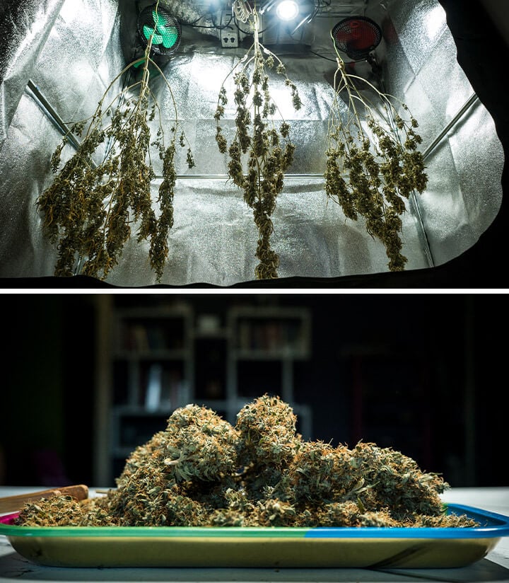 Cogollos de cannabis Mimosa Auto secándose en una sala de cultivo reflectante después de la cosecha, mostrando condiciones óptimas de secado para una máxima preservación de terpenos y potencia.