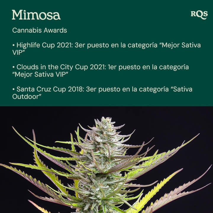 La variedad de cannabis Mimosa premiada a la derecha, mostrando sus prestigiosos galardones como la Clouds in the City Cup y la Highlife Cup a la izquierda.