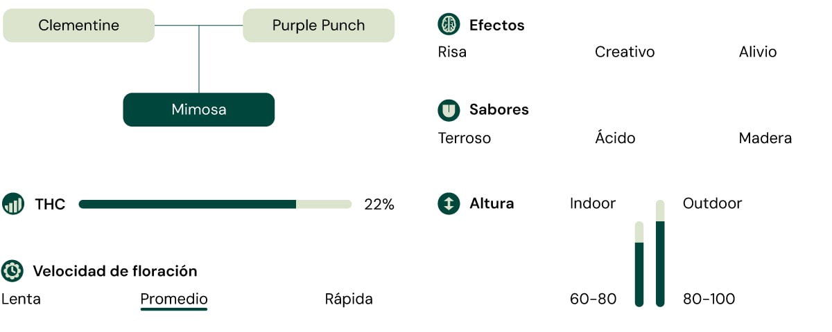 Una comparación visual de la variedad de cannabis Mimosa, destacando el contenido de THC, la altura de crecimiento, los efectos, el perfil de sabor y el tiempo de floración.