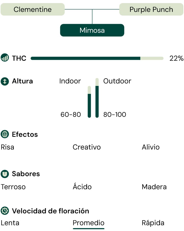 Una comparación visual de la variedad de cannabis Mimosa, destacando el contenido de THC, la altura de crecimiento, los efectos, el perfil de sabor y el tiempo de floración.