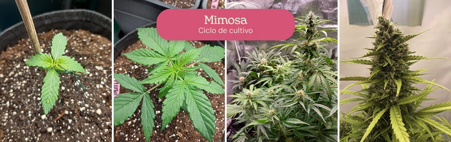 Este collage de cuatro etapas muestra vívidamente el crecimiento de la variedad de cannabis Mimosa, capturando su transformación de una diminuta plántula a una planta floreciente.