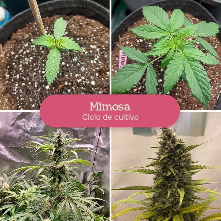 Este collage de cuatro etapas muestra vívidamente el crecimiento de la variedad de cannabis Mimosa, capturando su transformación de una diminuta plántula a una planta floreciente.