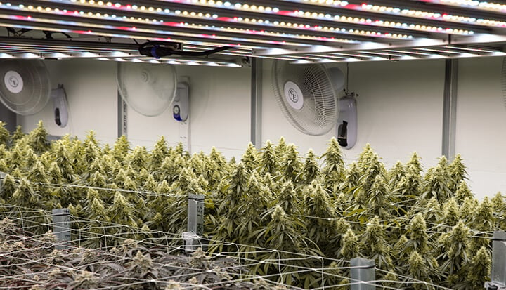 Una gran sala de cultivo interior con filas de plantas de cannabis bajo luces brillantes, con ventiladores y otros equipos.