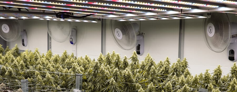 Una gran sala de cultivo interior con filas de plantas de cannabis bajo luces brillantes, con ventiladores y otros equipos.